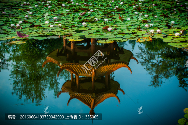 蓮花