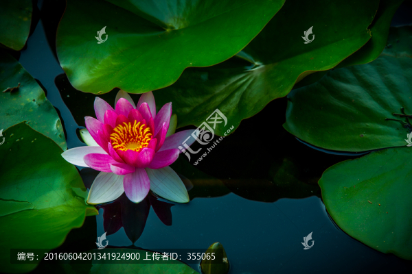 蓮花