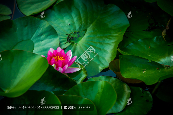 蓮花