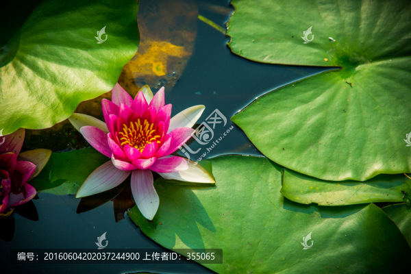 蓮花
