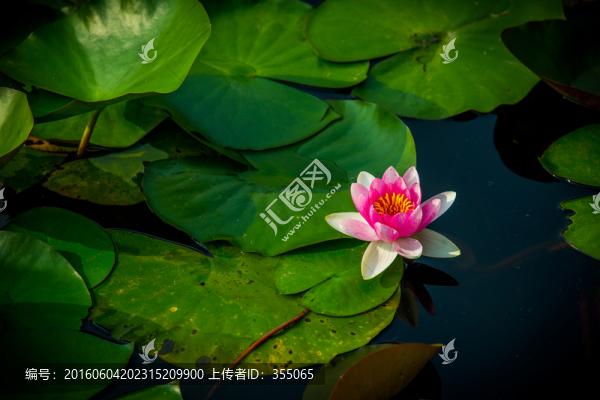 蓮花