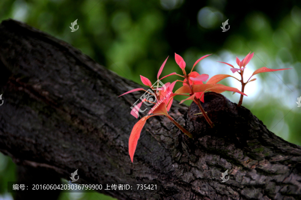 香樟樹葉