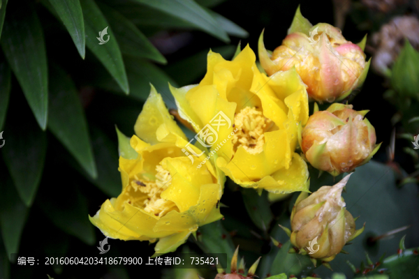 仙人掌花