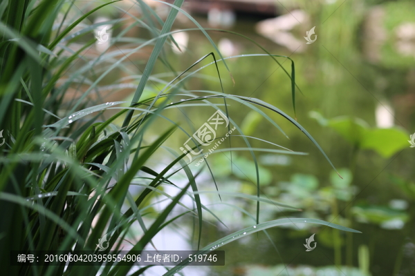 清新水草