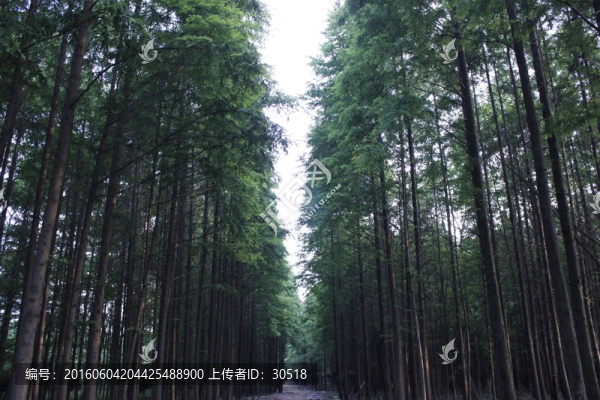 城市綠道