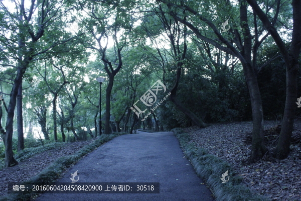 城市森林