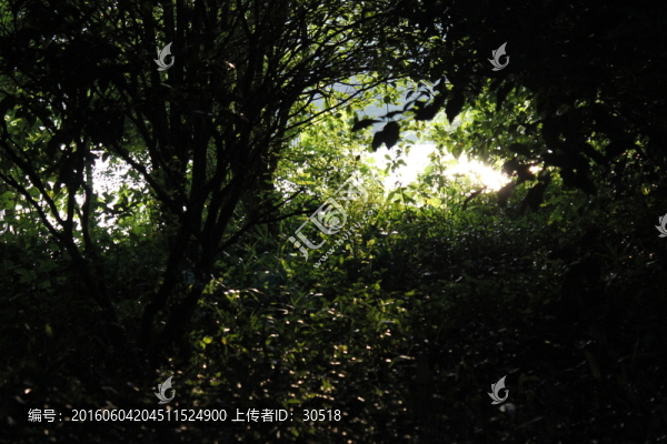 城市森林
