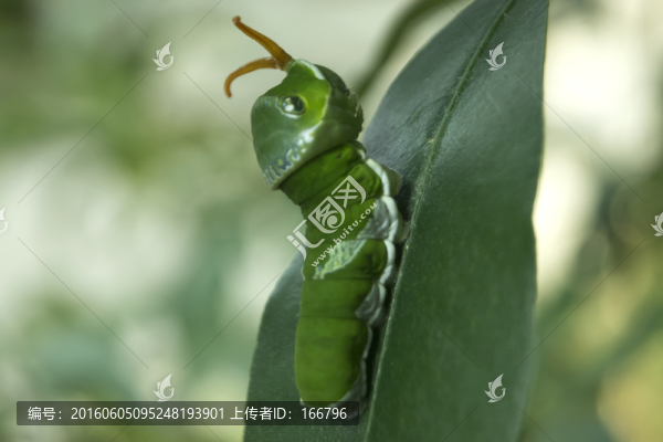 大鳳蝶幼蟲(chóng)