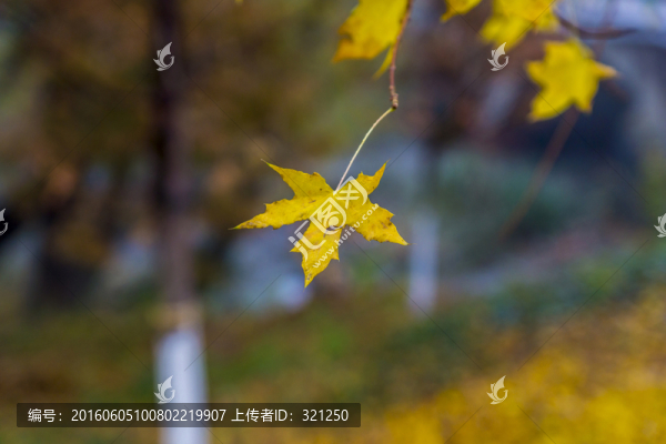 楓葉