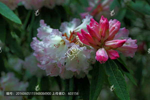 蒼山西坡杜鵑花