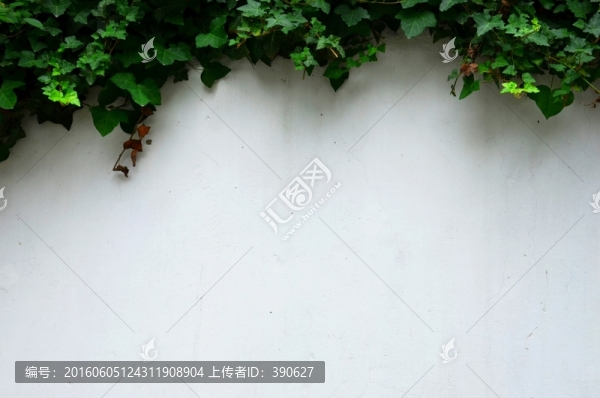 爬山虎,白墻壁,植物墻
