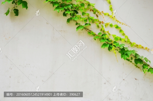 爬山虎,白墻壁,植物墻