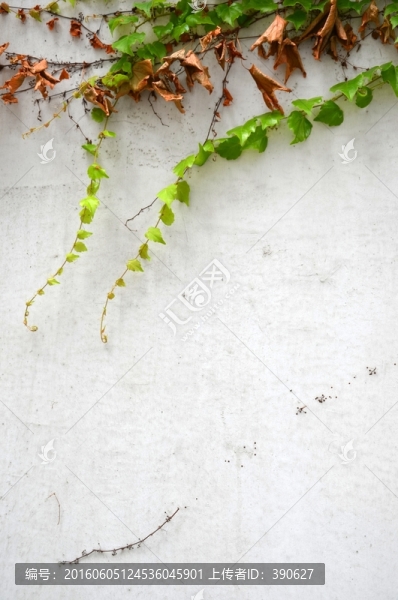 爬山虎,白墻壁,植物墻