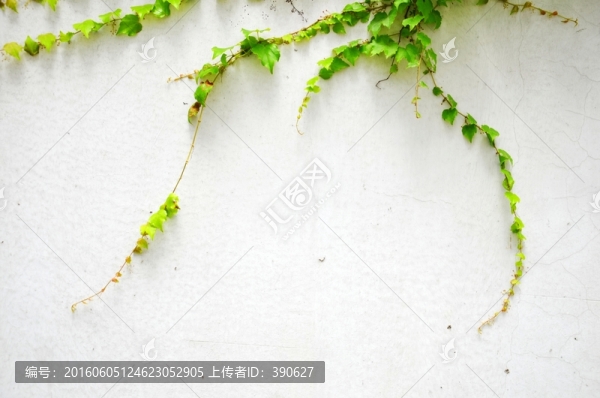 爬山虎,白墻壁,植物墻