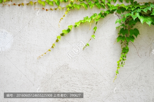 爬山虎,白墻壁,植物墻