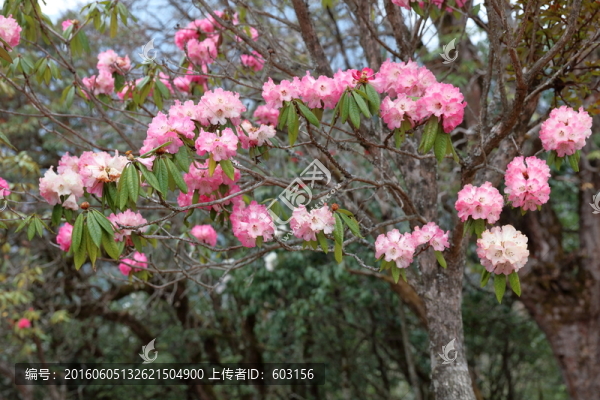 蒼山西坡杜鵑花-匯圖網(wǎng) fosd68.com 蒼山西坡杜鵑花
