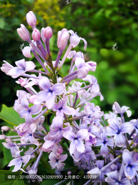 紫丁香花