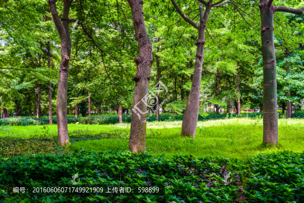 陽光樹林草地
