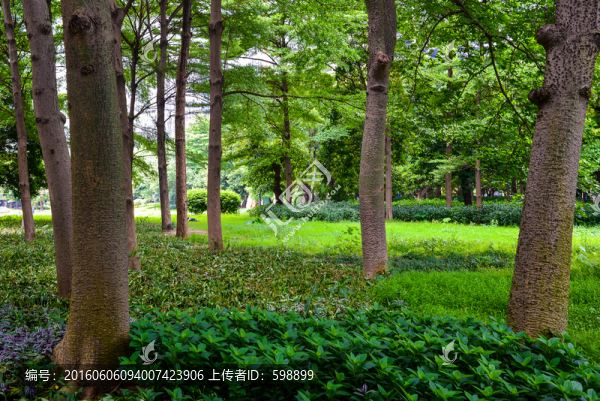 陽光綠樹