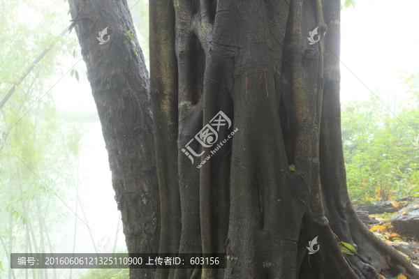 翁丁