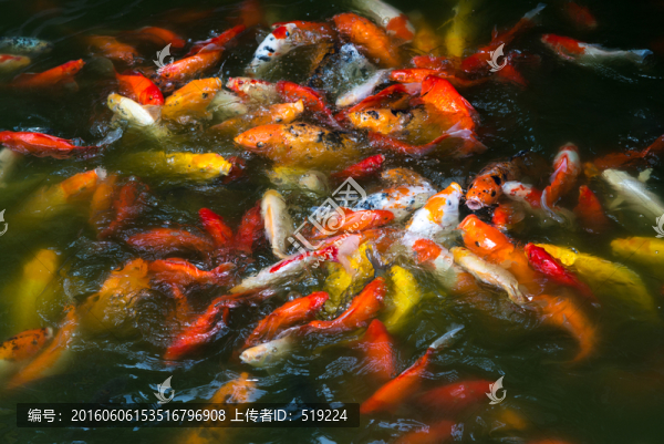 錦鯉