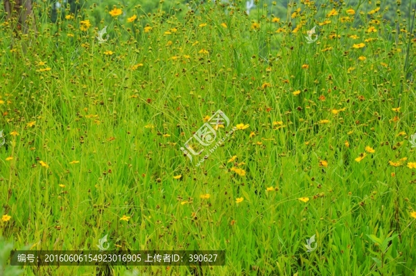 草地,小花