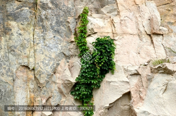 石壁上的爬山虎