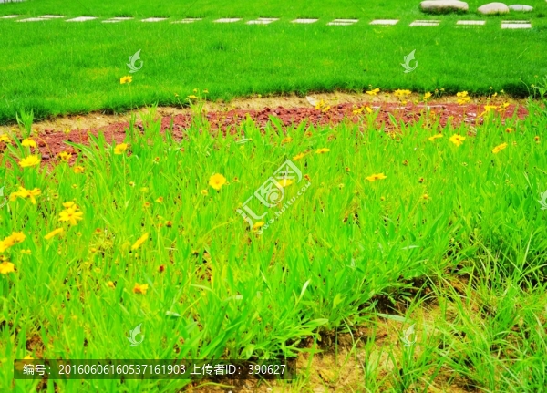 花草