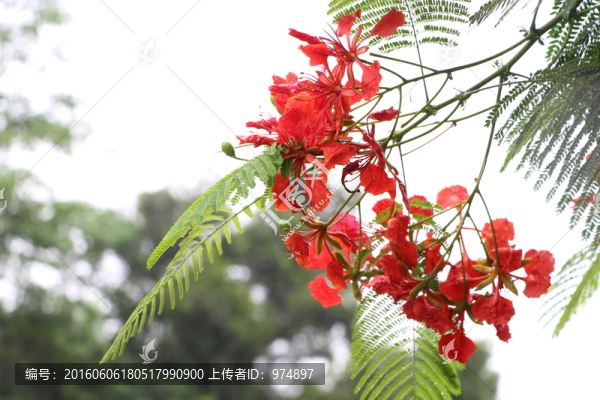 鳳凰花