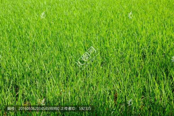 稻田