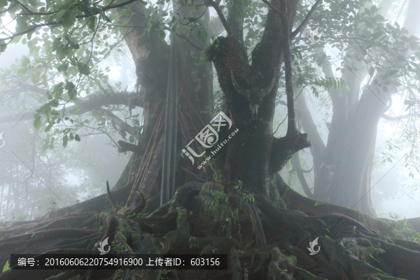 翁丁