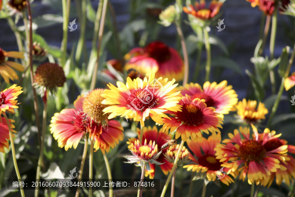 格桑花