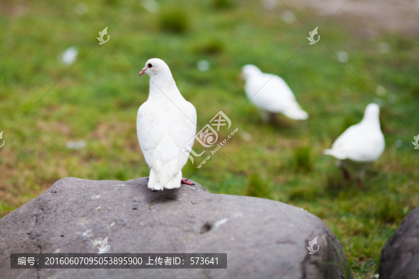 白鴿