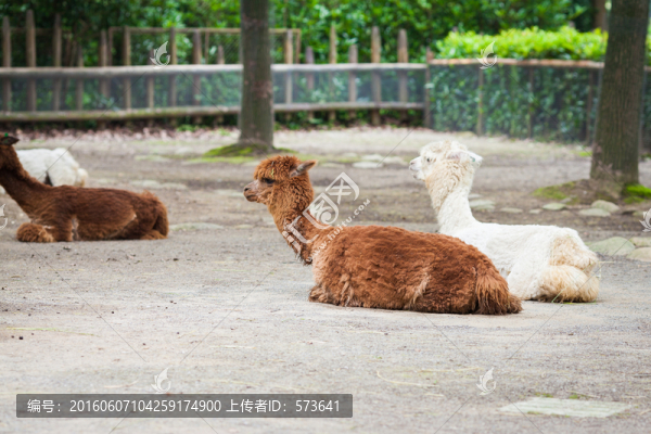 草泥馬