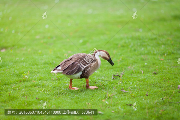水鳥