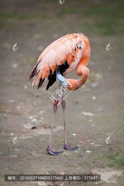 烈火鳥(niǎo)