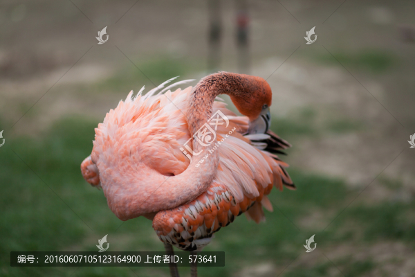 烈火鳥