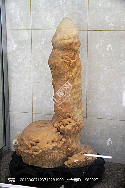 化石,陽(yáng)具