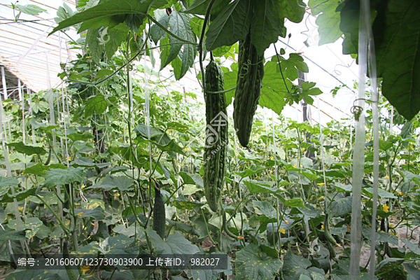 苦瓜,種植
