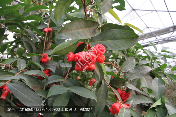 蓮霧,熱帶水果