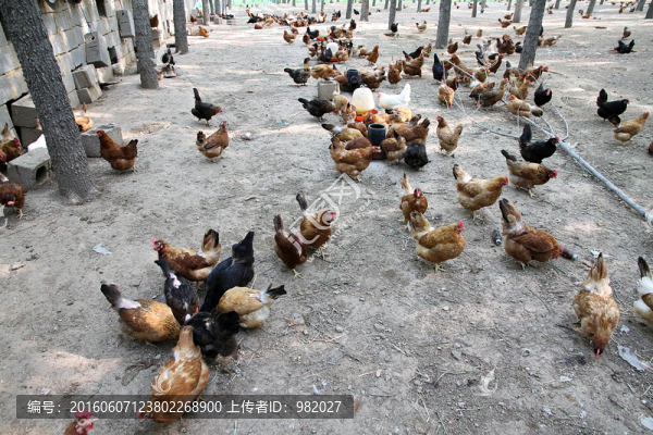 散養(yǎng)土雞