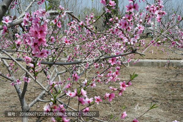 桃花