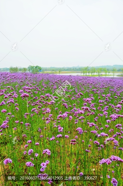 花海,馬鞭草