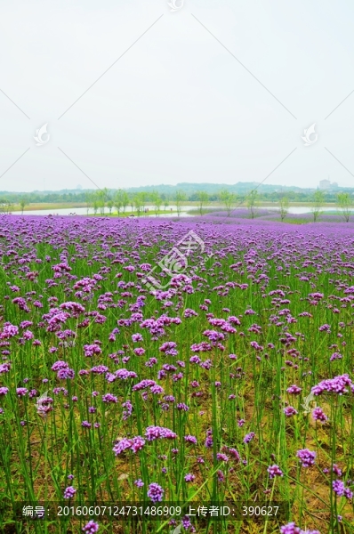 紫色花海,馬鞭草