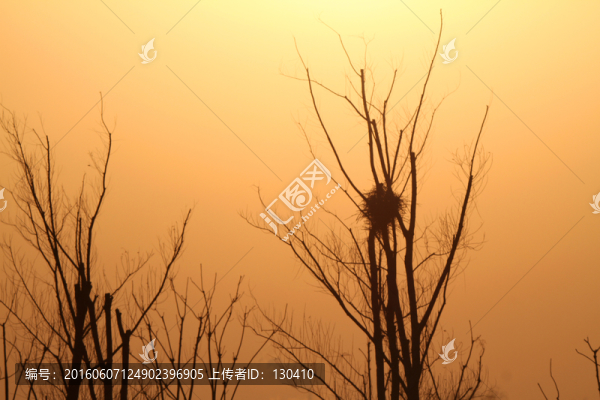 夕陽(yáng),樹木
