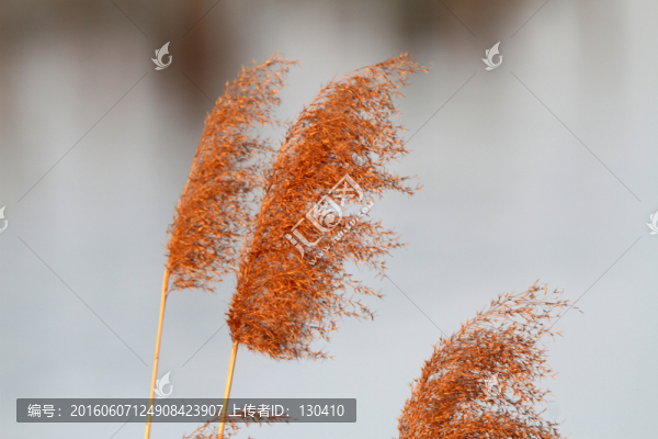 蘆花