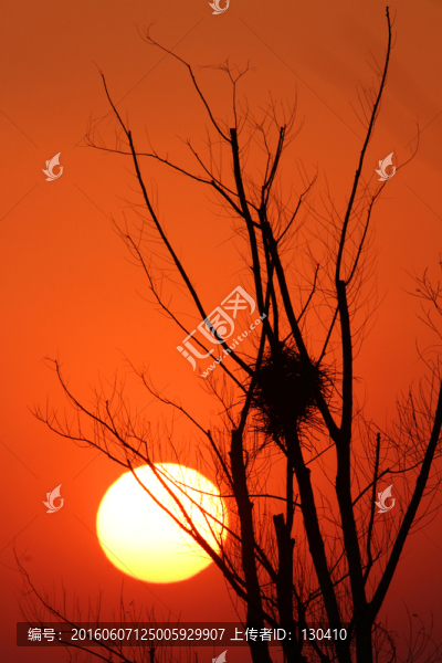 夕陽,鳥巢,樹木