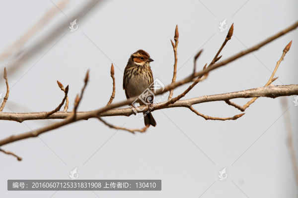 小鹀