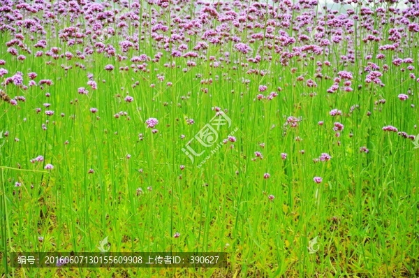 紫色花海馬鞭草