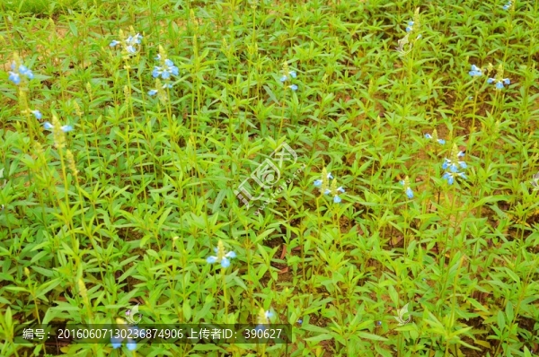 花草